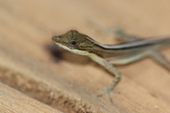 Anolis cryptolimifrons
