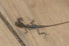 Anolis cryptolimifrons