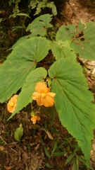 Begonia sutherlandii