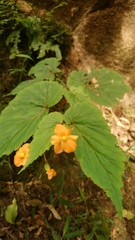 Begonia sutherlandii
