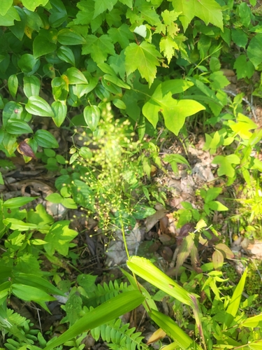 Image of Roundseed Panicgrass (Dichanthelium polyanthes) by no rights reserved