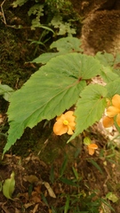 Begonia sutherlandii