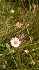 Afroaster pleiocephalus