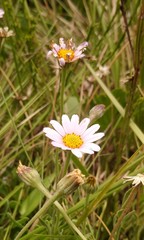 Afroaster pleiocephalus