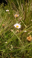Afroaster pleiocephalus