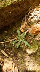 Stenoglottis fimbriata