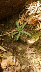 Stenoglottis fimbriata