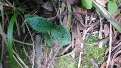 Holothrix orthoceras