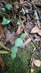 Holothrix orthoceras