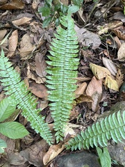 Cyclopeltis semicordata image