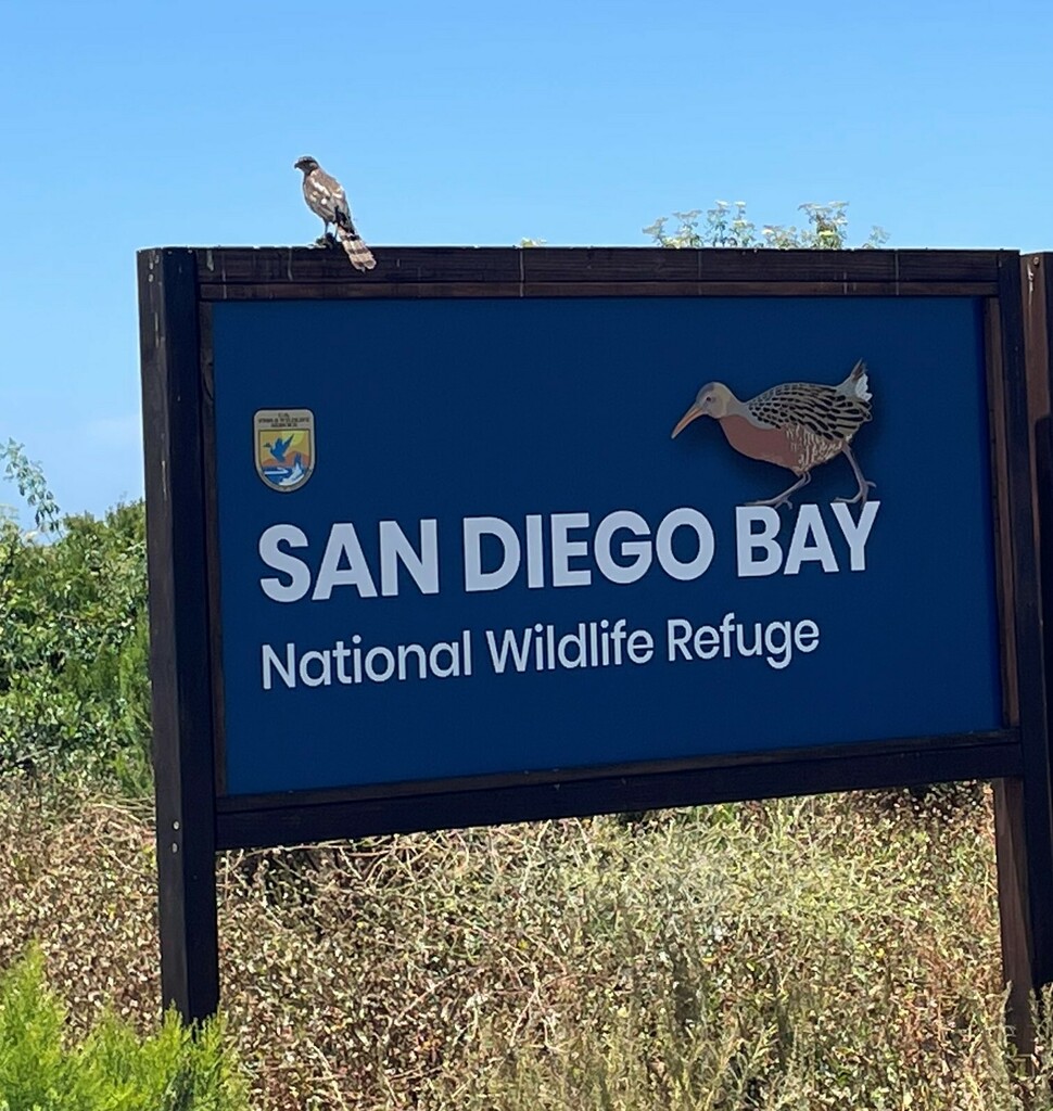 Cooper's Hawk from Chula Vista, CA, USA on June 21, 2023 at 0129 PM by
