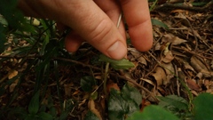 Disperis lindleyana