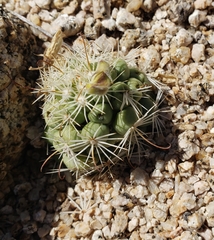 Mammillaria schumannii