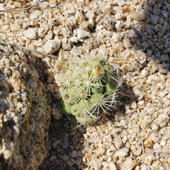 Mammillaria schumannii