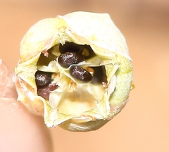 Corbichonia exellii image