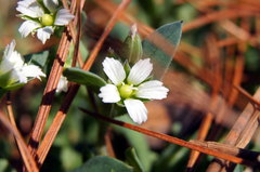 Holosteum umbellatum