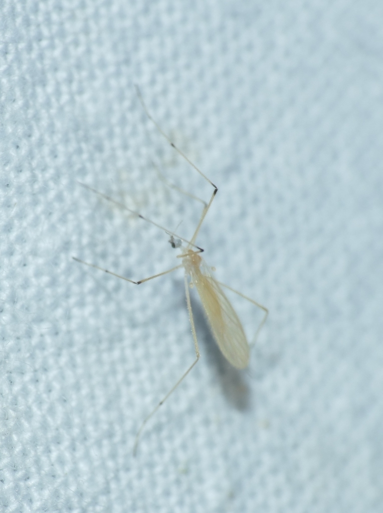 Thaumastoptera