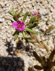 Portulaca californica
