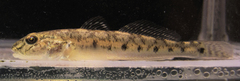 Acanthogobius hasta