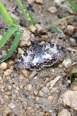 Chiomara georgina georgina