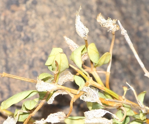 Dicliptera namibiensis image