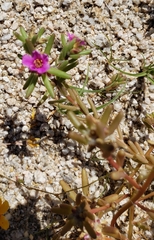 Portulaca californica