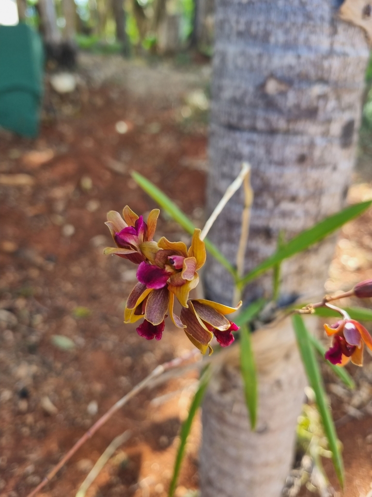 Psychilis olivacea