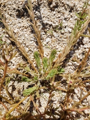 Portulaca californica