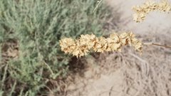 Atriplex canescens laciniata