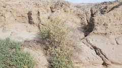 Atriplex canescens laciniata