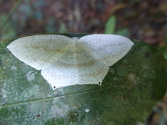 Acropteris rectinervata