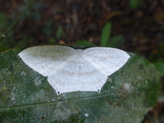 Acropteris rectinervata