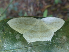 Acropteris rectinervata