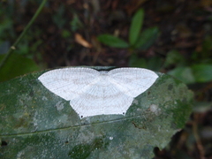 Acropteris rectinervata