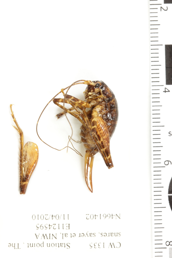 Insulanoplectron