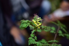 Corydalis balansae