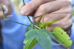 Clematis lasiandra