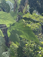 Monstera dubia image