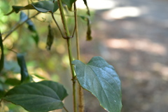 Cissus pteroclada