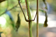Cissus pteroclada