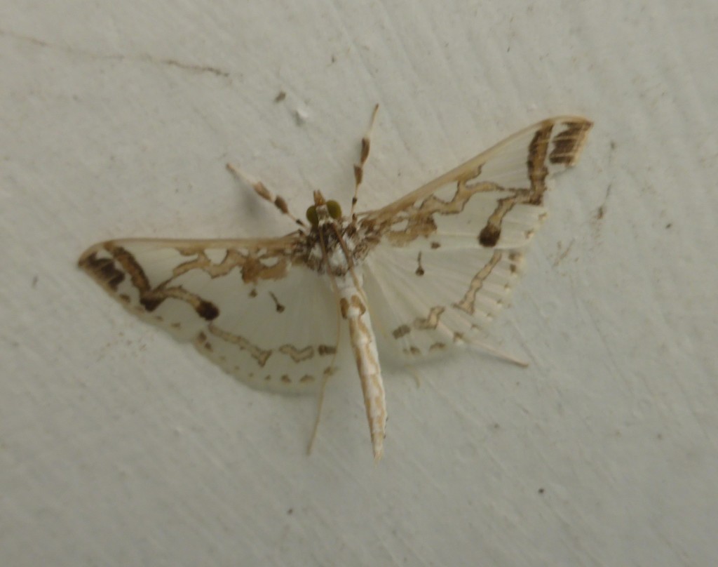 Polythlipta macralis
