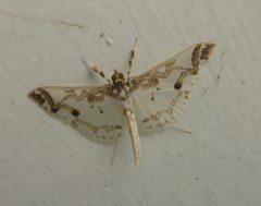 Polythlipta macralis