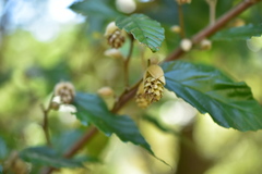 Corylopsis multiflora