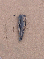 Callorhinchus callorynchus