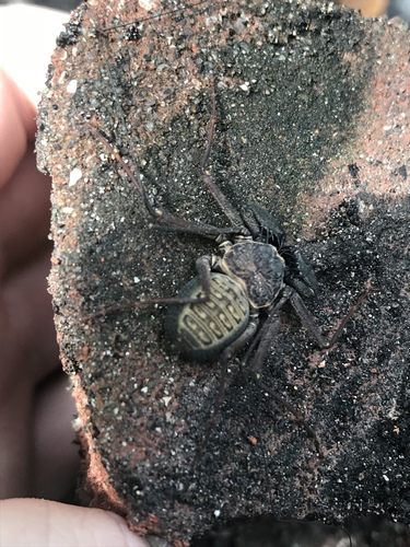 Florida Tailless Whipscorpion photo 2