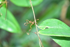Smilax glabra