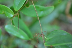 Smilax glabra