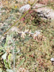 Froelichia xantusii