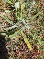 Froelichia xantusii
