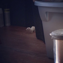 Mustela